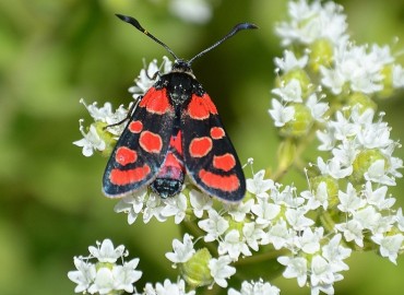 Zygaena carniolica Scopoli, 1763 – Ahmet Güngör, İzmir