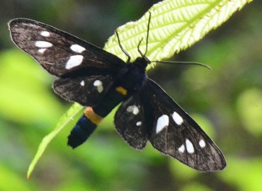 Amata phegea (Amata) – Ahmet Güngör, Rize