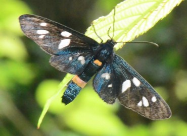 Amata phegea (Amata) – Ahmet Güngör, Rize
