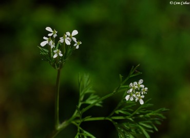 Scandix pecten-veneris L.