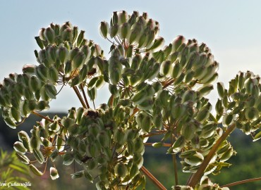 Thapsia garganica L.