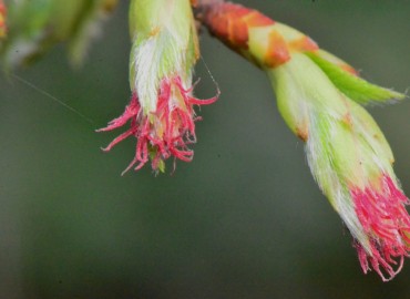 Carpinus orientalis subsp. orientalis