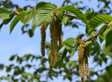 Ostrya carpinifolia