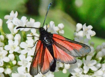 Zygaena purpuralis Brünnlich, 1763 – Ahmet Güngör, Ordu