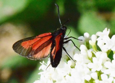 Zygaena purpuralis Brünnlich, 1763 – Ahmet Güngör, Ordu