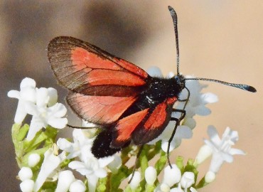 Zygaena purpuralis Brünnlich, 1763 – Ahmet Güngör, Ordu