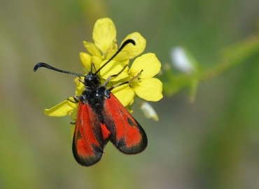 Zygaena punctum Ochsenheimer, 1808 – Ahmet Güngör, İzmir