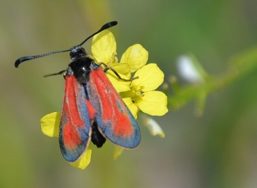 Zygaena punctum Ochsenheimer, 1808 – Ahmet Güngör, İzmir