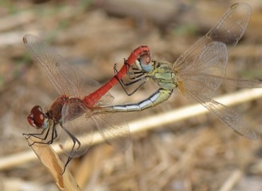 Sympetrum fonscolombii (Selys, 1840)