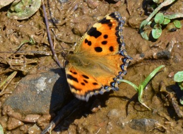 Nymphalis polychloros (Karaağaç Nimfalisi) – Ahmet Güngör, İzmir