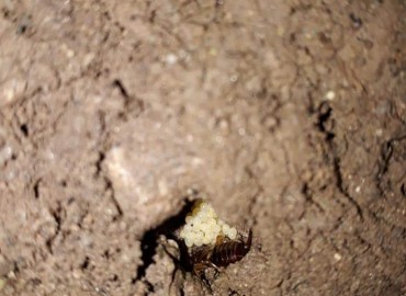 Forficula auricularia (Carolus Linnaeus/linaeus, 1758) Site – Yasin Çalışkan, Konya