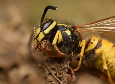 Vespula germanica