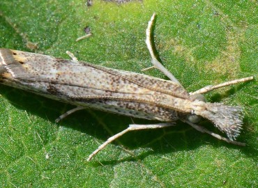 Agriphila geniculea Haworth, [1811] – Ahmet Güngör, Samsun