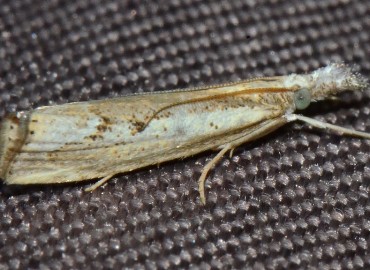 Agriphila geniculea Haworth, [1811] – Ahmet Güngör, Samsun