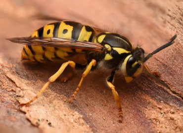 Vespula germanica (Eşek Arısı) – Mehmet Baykul, İzmir