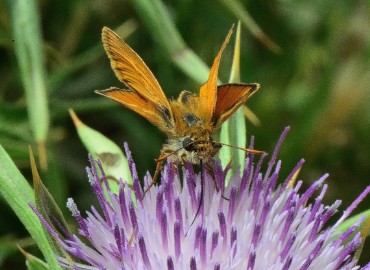 Thymelicus sylvestris (Sarı Antenli Zıpzıp) – Ahmet Güngör, İzmir