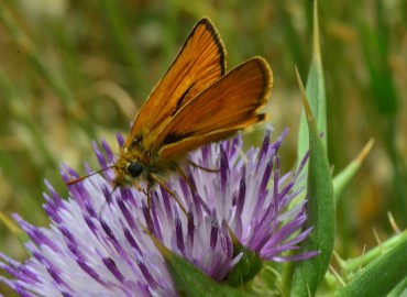 Thymelicus sylvestris (Sarı Antenli Zıpzıp) – Ahmet Güngör, İzmir