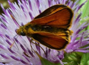 Thymelicus sylvestris (Sarı Antenli Zıpzıp) – Ahmet Güngör, İzmir