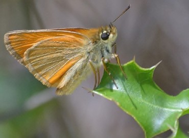 Thymelicus lineolus (Siyah Antenli Zıpzıp) – Ahmet Güngör, İzmir