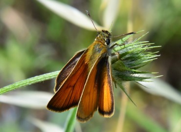 Thymelicus lineolus (Siyah Antenli Zıpzıp) – Ahmet Güngör, İzmir