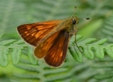 Ochlodes sylvanus (Orman Zıpzıpı) – Ahmet Güngör, Ordu