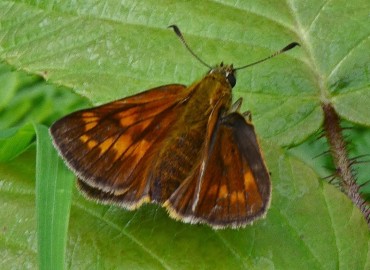 Ochlodes sylvanus (Orman Zıpzıpı) – Ahmet Güngör, Ordu
