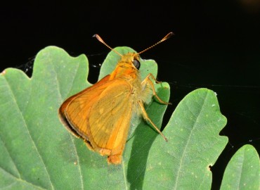 Ochlodes sylvanus (Orman Zıpzıpı) – Ahmet Güngör, Samsun