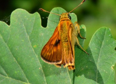 Ochlodes sylvanus (Orman Zıpzıpı) – Ahmet Güngör, Samsun