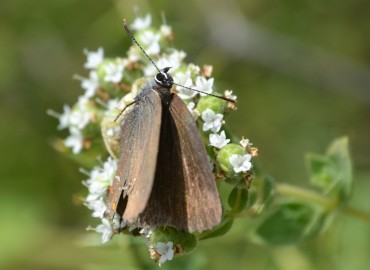 Satyrium ilicis (Büyük sevbeni) – Ahmet Güngör, İzmir