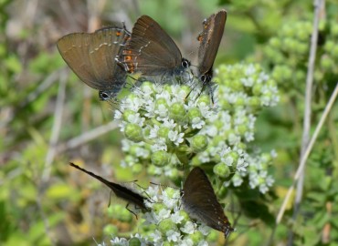 Satyrium ilicis (Büyük sevbeni) – Ahmet Güngör, İzmir