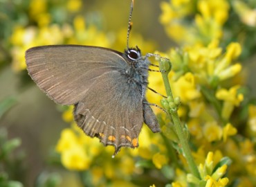 Satyrium ilicis (Büyük sevbeni) – Ahmet Güngör, İzmir