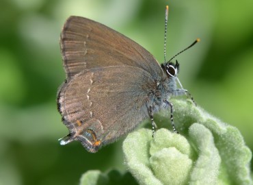 Satyrium ilicis (Büyük sevbeni) – Ahmet Güngör, İzmir