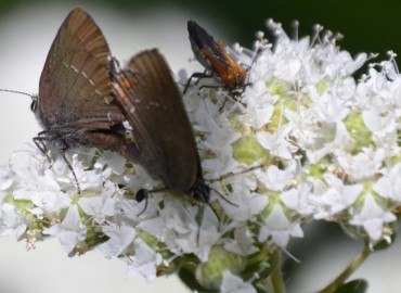 Satyrium ilicis (Büyük sevbeni) – Ahmet Güngör, İzmir