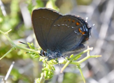 Satyrium ilicis (Büyük sevbeni) – Ahmet Güngör, İzmir