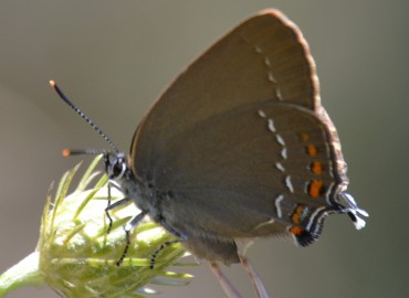 Satyrium ilicis (Büyük sevbeni) – Ahmet Güngör, İzmir