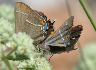 Satyrium spini (Güzel sevbeni) – Ahmet Güngör, Muğla