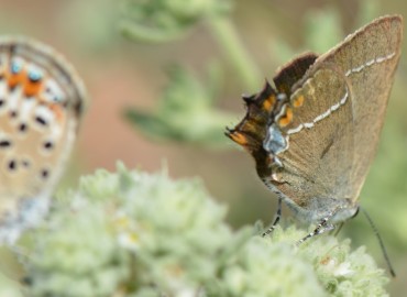 Satyrium spini (Güzel sevbeni) – Ahmet Güngör, Muğla