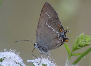 Satyrium spini (Güzel sevbeni) – Ahmet Güngör, Antalya