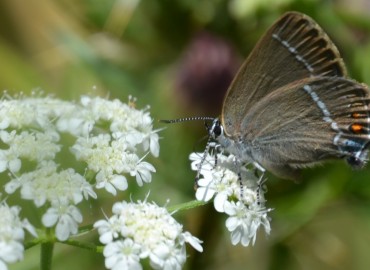 Satyrium spini (Güzel sevbeni) – Ahmet Güngör, Antalya