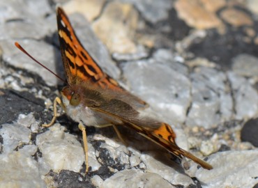 Thaleropis ionia (Anadolu şehzadesi) – Ahmet Güngör, Manisa