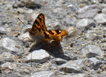 Thaleropis ionia (Anadolu şehzadesi) – Ahmet Güngör, Manisa