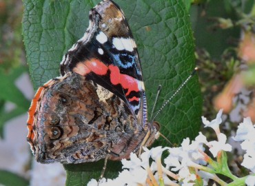 Vanessa atalanta (Atalanta kelebeği) – Ahmet Güngör, Sinop