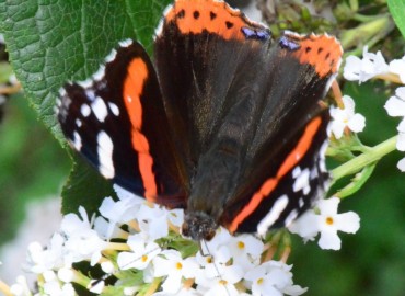 Vanessa atalanta (Atalanta kelebeği) – Ahmet Güngör, Sinop