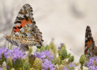 Vanessa cardui (Diken kelebeği) – Ahmet Güngör, İzmir