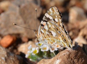 Vanessa cardui (Diken kelebeği) – Ahmet Güngör, İzmir