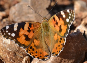 Vanessa cardui (Diken kelebeği) – Ahmet Güngör, İzmir