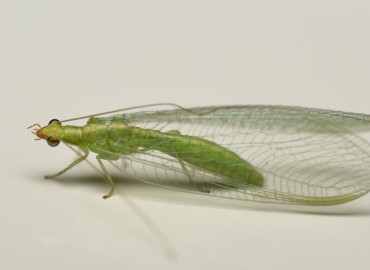 Chrysoperla carnea (Stephens, 1836) – Mehmet Baykul, İzmir