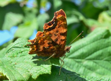 Polygonia c-album (Yırtık Pırtık) – Ahmet Güngör, Ordu