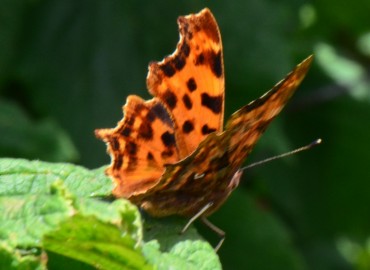 Polygonia c-album (Yırtık Pırtık) – Ahmet Güngör, Ordu