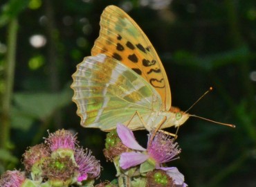 Argynnis paphia (Cengaver) – Ahmet Güngör, Samsun
